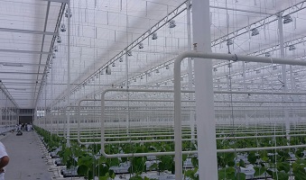 First plants in greenhouse Serres Toundra